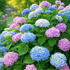 Collection image for: Hydrangea