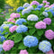 Hydrangea