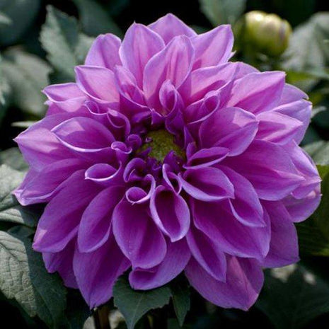 100Pcs Dahlia Bulb Flower Seeds Bonsai Flower